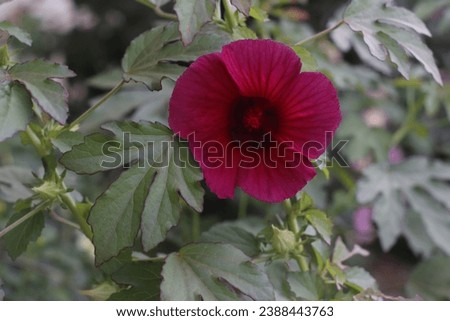 red flowers on a background of green leaves