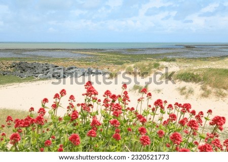 Red flowers on the beach in Loix, Ile de Ré, Pays de la Loire, France