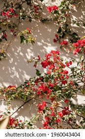 Red Flowers On Beige Wall With Sunlight Shadows. Aesthetic Summer Floral Background Composition