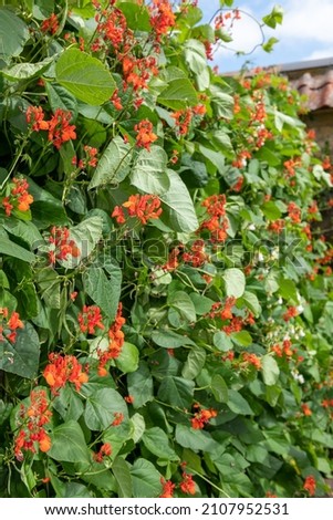 Red flowers on a runner bean (phaseolus coccineus) plant