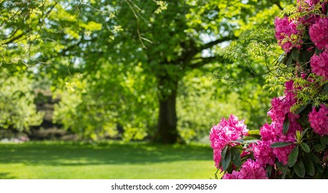 Red Flowers In A Park With Out Of Focus Tree In The British Summertime