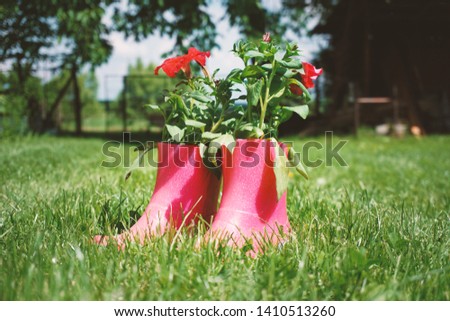 Red flowers in pink rubber boots in the grass, ingenious idea for the garden ,decoration                              