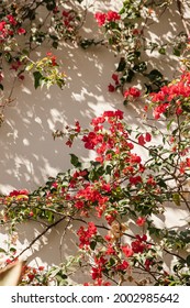 Las flores rojas plantan