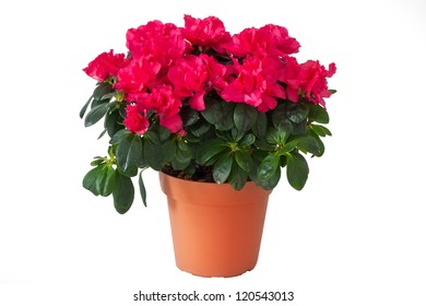 Red Flowers In A Pot On A White Background