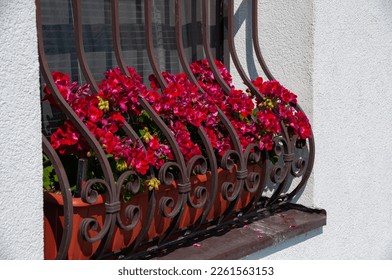 Red flowers in a pot on a window sill with metal bars against a white wall