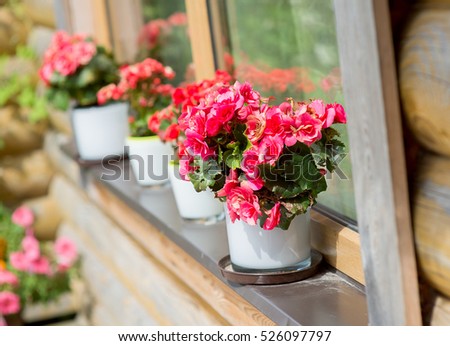 red flowers in pots on the windowsill