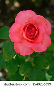 Red Flowers Of Rose Arthur Rimbaud