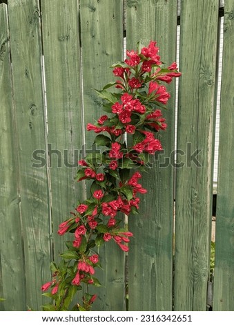 Red flowers stand out against a green fence