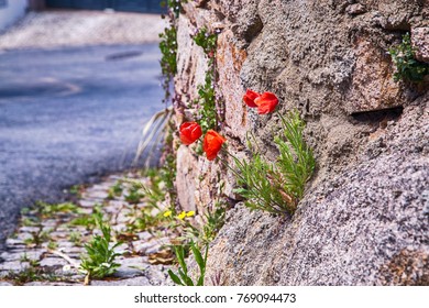 Red Flowers In The Stones And Rock, Portugal