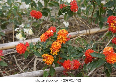 Red Flowers In Tainan Museum At The End Of 2021