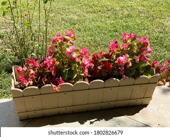 Red Flowers In Tall Pots In The Garden