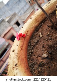 Red Flowers Of Thorny Plants On The Edge Of The Vase
