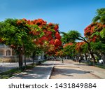 Red flowers trees at  boulevard Rothschild, the most prestige and luxury area in Tel Aviv.