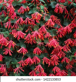 Red Flowers Of Trumpet Honeysuckle