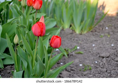 Red flowers. Tulipa. Tulip. Perennial flowering plant. Beautiful flower abstract background of nature. Spring landscape. Floriculture, home flower - Shutterstock ID 1866789142