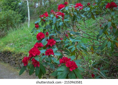 Red flowers of the vigorous rhododendron shrub jean marie de montague
