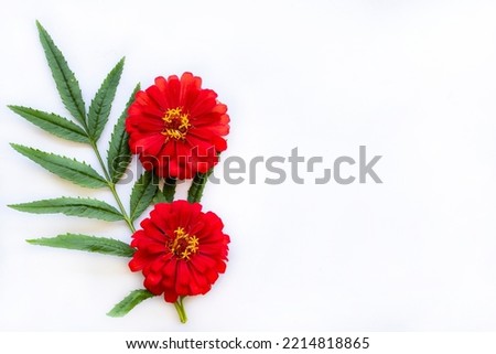 red flowers zinnia elegans arrangement flat lay postcard style on background white 