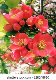 Red Flowers(Chaenomeles Speciosa)