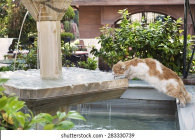 Red Fluffy Cat Drinks Water From The Fountain