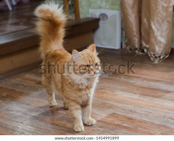 How To Make A Fluffy Cat Tail