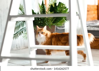 Red Fluffy Cat Walking Around The House Indoor