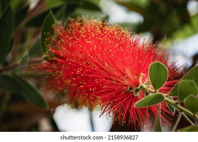 Red Fluffy Flower Plant Bush Crimson Bottlebrush Callistemon Myrtaceae