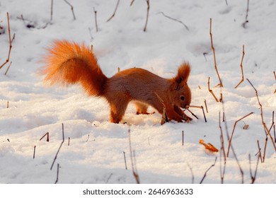 red fluffy squirrel buries nuts in snow close-up