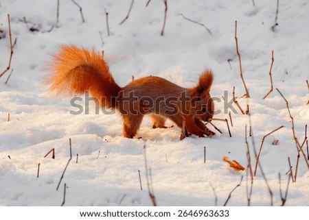 red fluffy squirrel buries nuts in snow close-up
