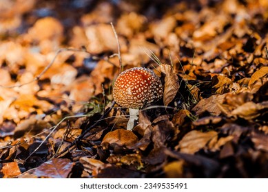 Red fly agaric among autumn leaves.
