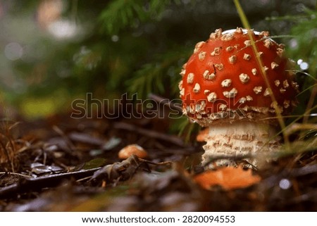Red fly agaric in the forest, a beautiful young mushroom under a fir tree