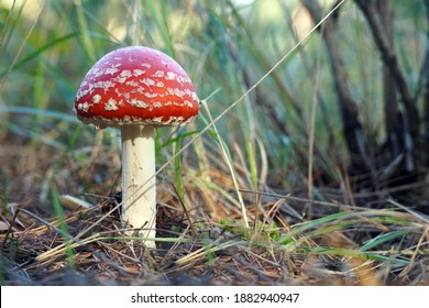 Red fly agaric in the forest front view.