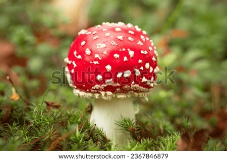 red fly agaric in the forest, poisonous mushroom, macro photography