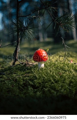 Red fly agaric growing in moss close-up