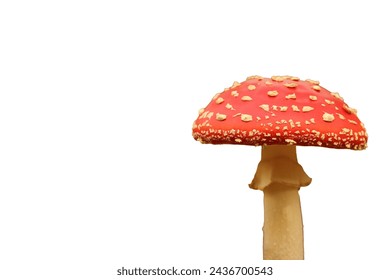 a red fly agaric mushroom isolated on a transparent background