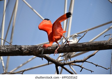Red Flying Bird 