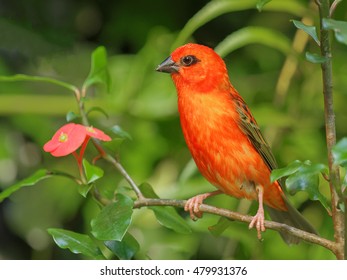 539 Red fody Images, Stock Photos & Vectors | Shutterstock