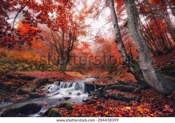 Red Foggy Thicket Scenic Misty Forest Stock Photo (Edit Now) 284438399