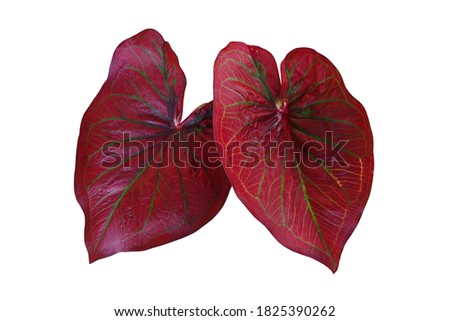 Red foliage with green veins Caladium fancy leaved tropical foliage plant leaves popular houseplant isolated on white background, clipping path included.