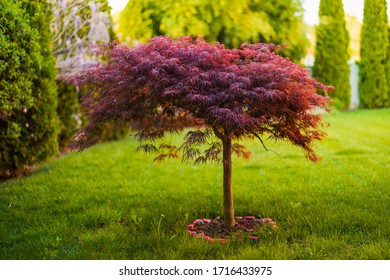 Red foliage of the weeping Laceleaf Japanese Maple tree (Acer palmatum) in garden