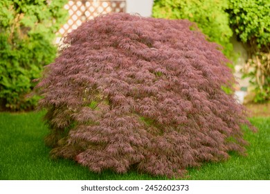 Red foliage of the weeping Laceleaf Japanese Maple tree (Acer palmatum) in garden