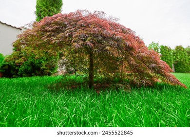 Red foliage of the weeping Laceleaf Japanese Maple tree (Acer palmatum) in garden