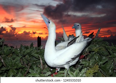 Red Footed Boobies Roost At French Frigate Shoals, Hawaii.