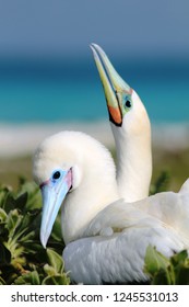 Red Footed Boobies Roost At French Frigate Shoals, Hawaii.