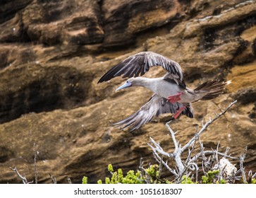 Red Footed Booby Flying