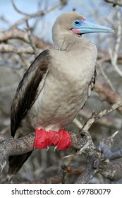 Red Footed Booby - Galapagos Islands