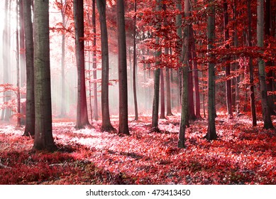 Red Forest Abstraction