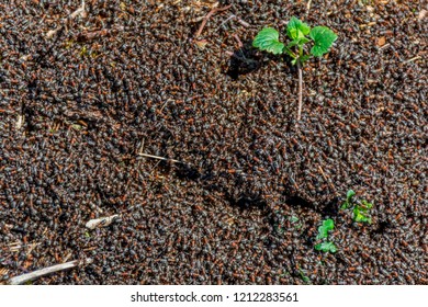 Red forest ants (Formica rufa) colony . Background of a red ant colony . Ant colony in the early spring at the forest.