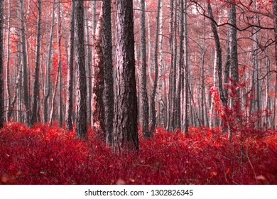 Red Forest In Autumn