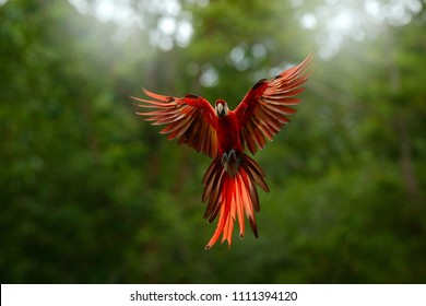Red in forest. Macaw parrot flying in dark green vegetation with beautiful back light, . Scarlet Macaw, Ara macao, in tropical forest, Peru. Wildlife scene from tropical nature.