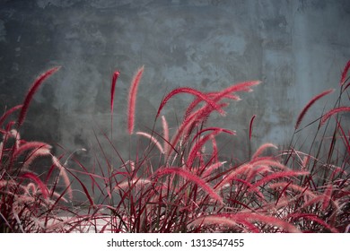 Red Fountain Grass